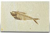 Detailed Fossil Fish (Diplomystus) - Wyoming #318592-1
